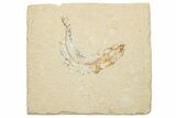 Cretaceous Fossil Fish - Lebanon #251417-1